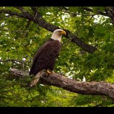 Bald Eagle on Ghost Lake