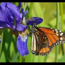 A Monarch butterfly on an Iris flower
